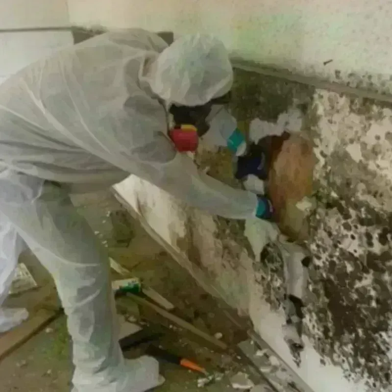 Mold Remediation and Removal in Yorkville, OH